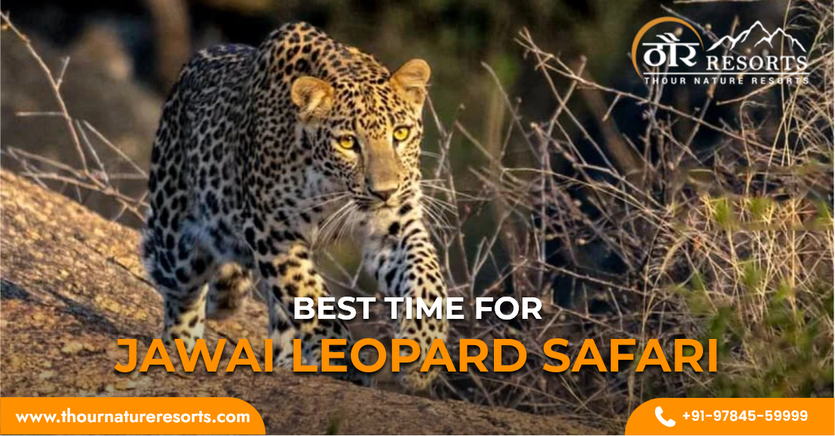 Best time for jawai leopard safari