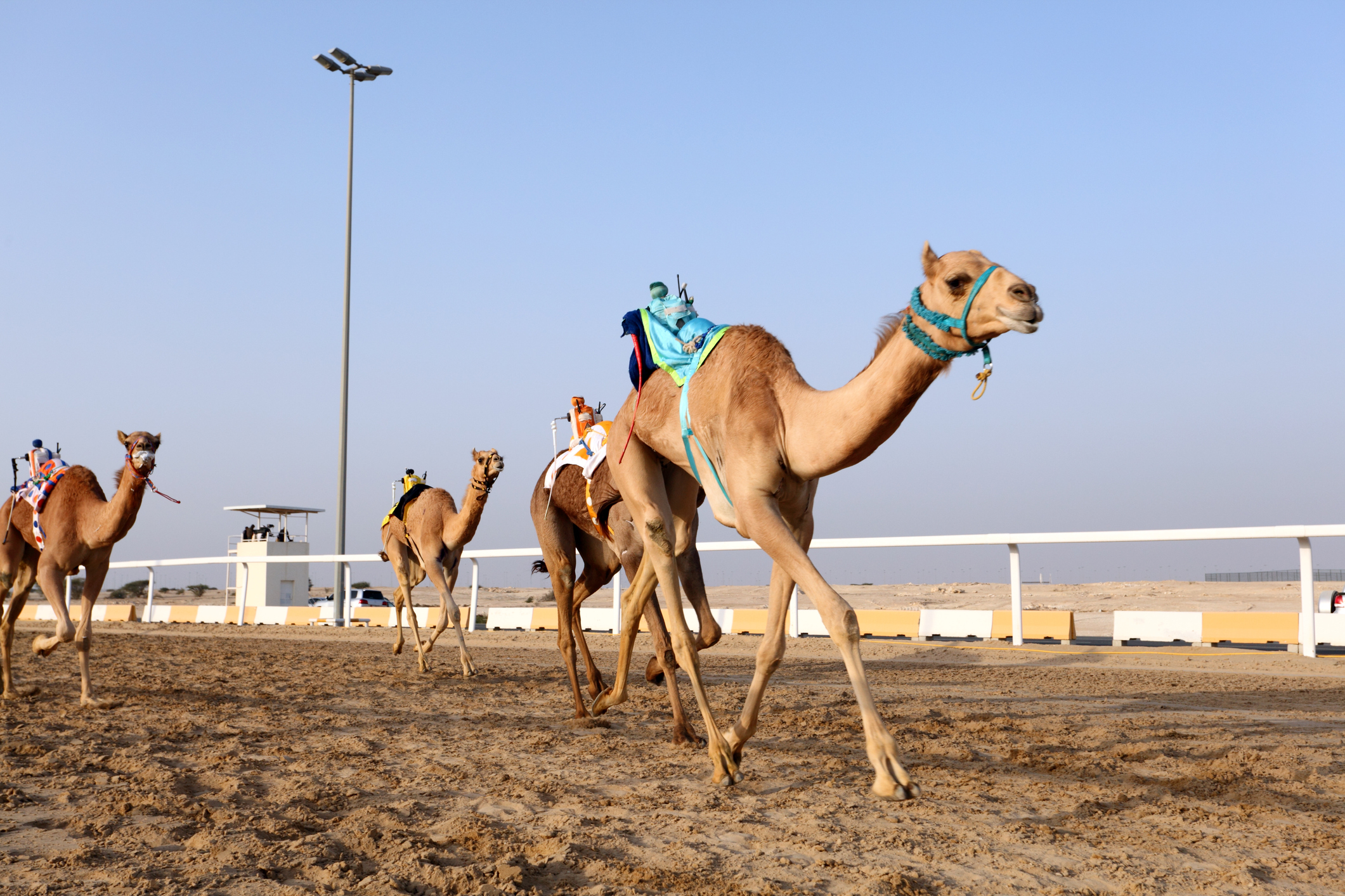 camel-racing