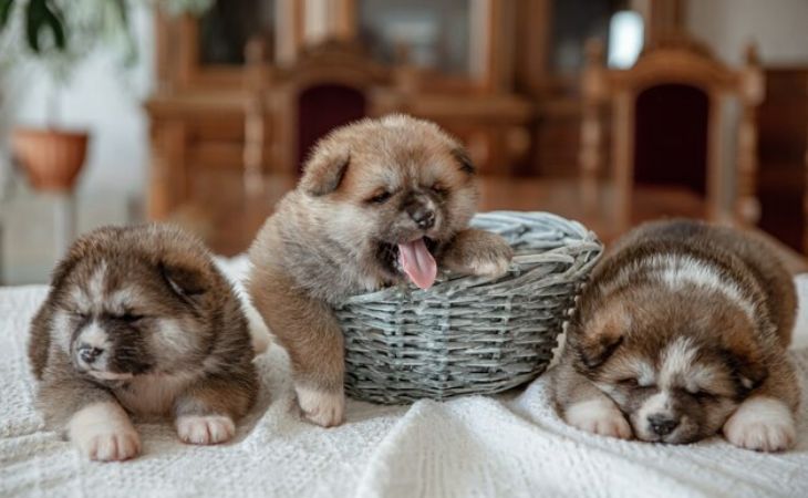 Pomeranian family pups